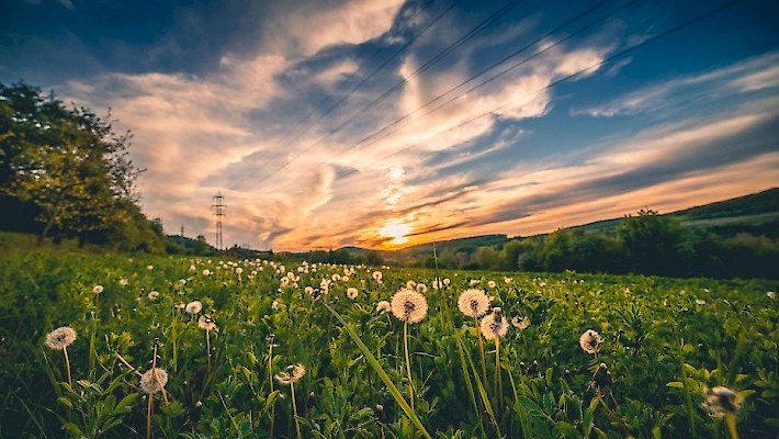 CREATING AN ECOLOGICAL ETHIC IN MACROBIOTICS