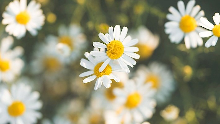 Macrobiotics and Health Coaching